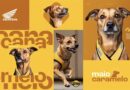 Maio Caramelo: Honda traz cachorros caramelo como influenciadores em campanha de conscientização para motociclistas