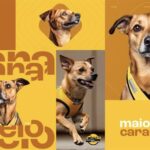 Maio Caramelo: Honda traz cachorros caramelo como influenciadores em campanha de conscientização para motociclistas